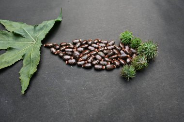 Siyah arka planda Castor tohumları. Ricinus Communis (