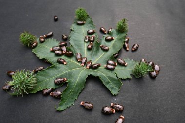 Siyah arka planda Castor tohumları. Ricinus Communis (