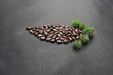 Siyah arka planda Castor tohumları. Ricinus Communis (