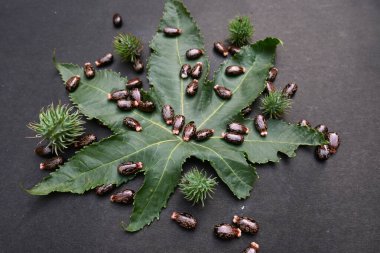 Siyah arka planda Castor tohumları. Ricinus Communis (