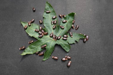 Siyah arka planda Castor tohumları. Ricinus Communis (