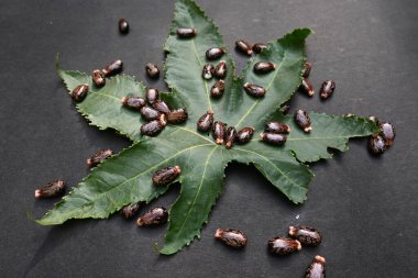 Siyah arka planda Castor tohumları. Ricinus Communis (