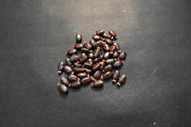 Siyah arka planda Castor tohumları. Ricinus Communis (