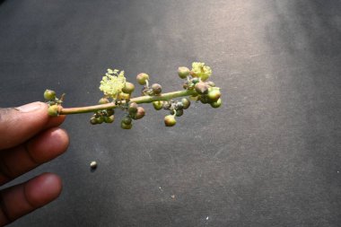Siyah arka planda hintyağı çiçeği. Ricinus Communis (