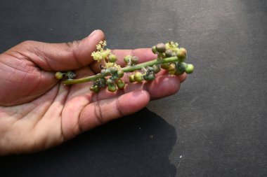 Siyah arka planda hintyağı çiçeği. Ricinus Communis (