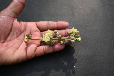 Siyah arka planda hintyağı çiçeği. Ricinus Communis (