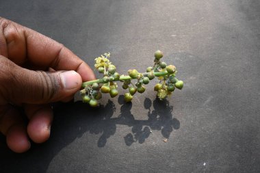 Siyah arka planda hintyağı çiçeği. Ricinus Communis (