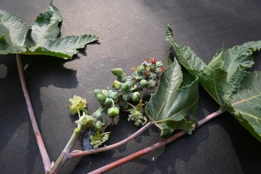 Siyah arka planda hintyağı çiçeği. Ricinus Communis (