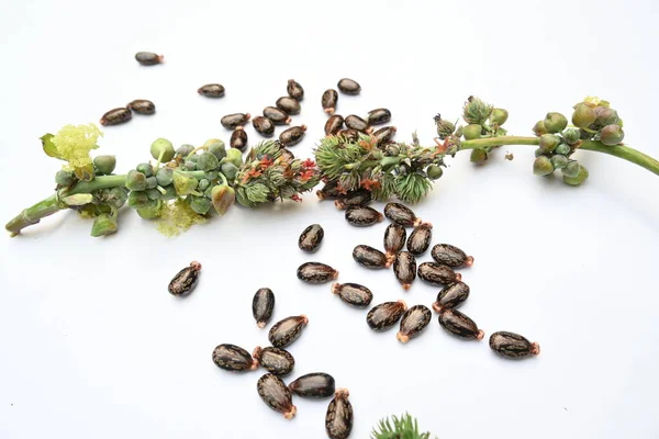 Beyaz arka planda Castor tohumları. Ricinus Communis (