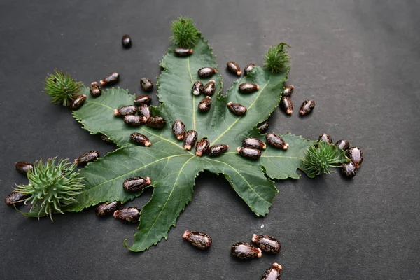 Siyah arka planda Castor tohumları. Ricinus Communis (