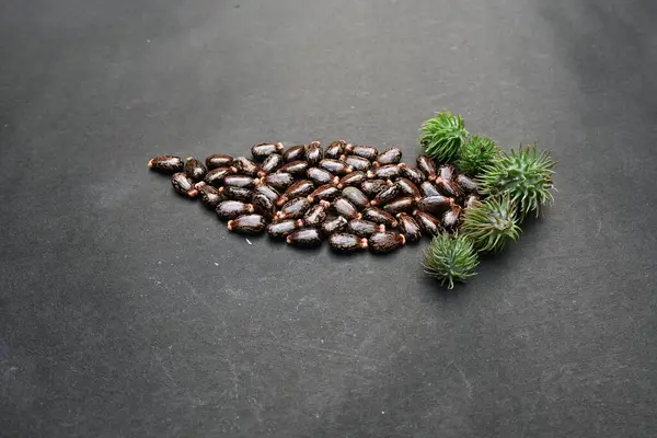 Siyah arka planda Castor tohumları. Ricinus Communis (