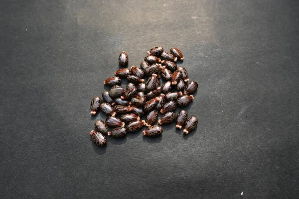 Siyah arka planda Castor tohumları. Ricinus Communis (