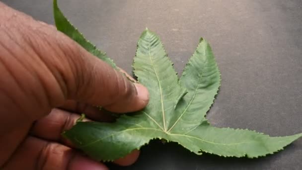 Castor Virág Ricinus Communis Ricinus Bab Vagy Palma Christi Évelő — Stock videók