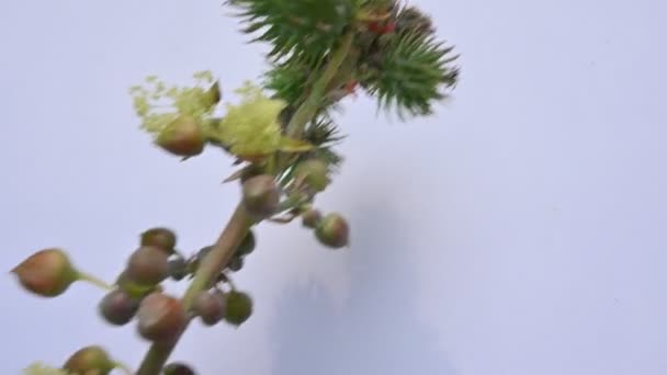 Kwiat Rycyny Ricinus Communis Ziarno Rycynowe Lub Palma Christi Jest — Wideo stockowe