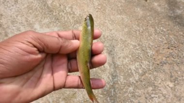 Rohu balığı. Sazan familyasından bir balık türü. Diğer adı Rui Fish, Roho Labeo, Labeo Rohita.Güney Asya 'daki nehirlerde bulunur. Büyük bir hepçildir ve su kültüründe yaygın olarak kullanılır..