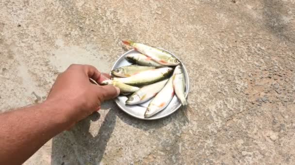 Pescado Rohu Una Especie Peces Familia Las Carpas Sus Otros — Vídeo de stock