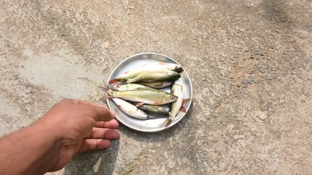 Ψάρι Ροχού Είναι Ένα Είδος Ψαριού Της Οικογένειας Των Κυπρίνων — Αρχείο Βίντεο