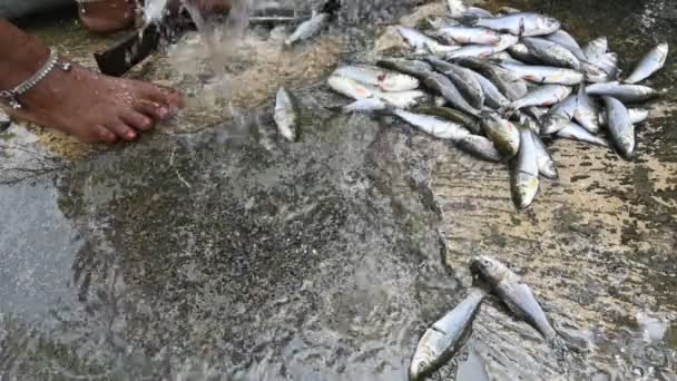 Mujer India Limpiando Pescado Mano Vídeo Cámara Lenta Pescado Rohu — Vídeo de stock
