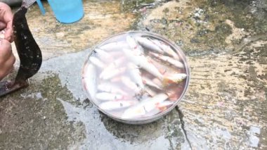 Hintli kadın el temizleme balığı. Rohu balığı. Sazan familyasından bir balık türü. Diğer adı: Rui Fish, Roho Labeo, Labeo Rohita..