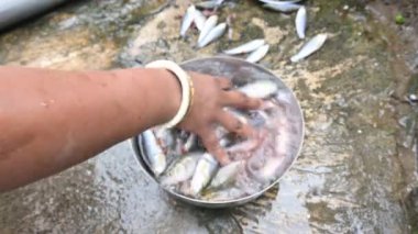 Hintli kadın el temizleme balığı. Rohu balığı. Sazan familyasından bir balık türü. Diğer adı: Rui Fish, Roho Labeo, Labeo Rohita..