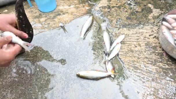 Mujer India Limpiando Pescado Mano Pescado Rohu Una Especie Peces — Vídeo de stock