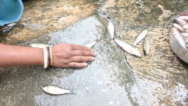 Donna Indiana Lavare Mano Pesce Pesce Rohu Una Specie Pesce — Video Stock