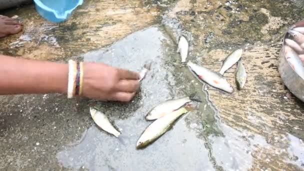 Indische Frau Beim Fischputzen Rohu Fisch Ist Eine Fischart Aus — Stockvideo