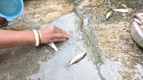 Indische Frau Beim Fischputzen Rohu Fisch Ist Eine Fischart Aus — Stockvideo