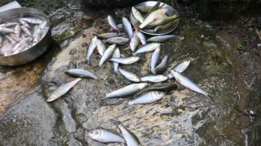 Hintli kadın el temizleme balığı. Rohu balığı. Sazan familyasından bir balık türü. Diğer adı: Rui Fish, Roho Labeo, Labeo Rohita..