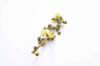 Beyaz arka planda hintyağı çiçeği. Ricinus Communis (