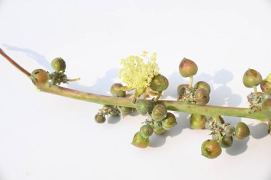 Beyaz arka planda hintyağı çiçeği. Ricinus Communis (