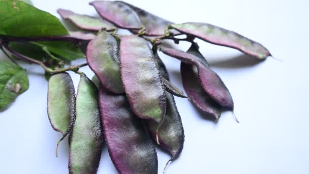 Лабораторный Пурпурный Овощ Вид Бобовых Семействе Fabaceae Другие Названия Lablab — стоковое видео