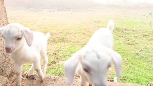 山羊或山羊宝宝 黑孟加拉山山羊宝宝它是世界上最受欢迎的宠物动物 它是为肉和牛奶而饲养的 哺乳动物的牲畜 — 图库视频影像