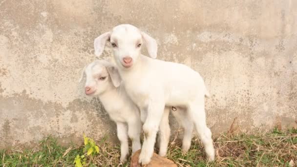 山羊或山羊宝宝 黑孟加拉山山羊宝宝它是世界上最受欢迎的宠物动物 它是为肉和牛奶而饲养的 哺乳动物的牲畜 — 图库视频影像