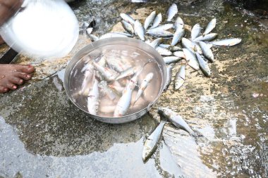Hintli kadın el temizleme balığı. Rohu balığı. Sazan familyasından bir balık türü. Diğer adı: Rui Fish, Roho Labeo, Labeo Rohita..