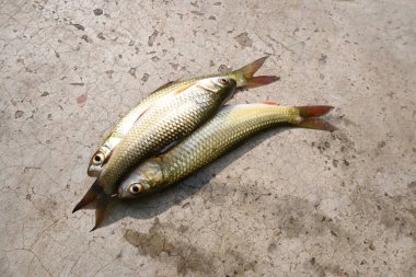 Rohu balığı. Sazan familyasından bir balık türü. Diğer adı Rui Fish, Roho Labeo, Labeo Rohita.Güney Asya 'daki nehirlerde bulunur. Büyük bir hepçildir ve su kültüründe yaygın olarak kullanılır..