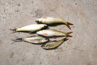 Rohu balığı. Sazan familyasından bir balık türü. Diğer adı Rui Fish, Roho Labeo, Labeo Rohita.Güney Asya 'daki nehirlerde bulunur. Büyük bir hepçildir ve su kültüründe yaygın olarak kullanılır..