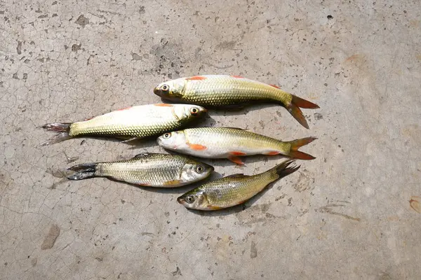 Rohu balığı. Sazan familyasından bir balık türü. Diğer adı Rui Fish, Roho Labeo, Labeo Rohita.Güney Asya 'daki nehirlerde bulunur. Büyük bir hepçildir ve su kültüründe yaygın olarak kullanılır..