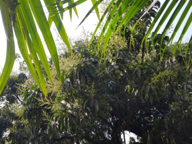 Ağaçta mango çiçeği. Yaz mevsiminde popüler bir meyve ağacı. Mango çiçeği, Aam ka Manzar. 'Alphonso' mango ağacının cilvesi. 