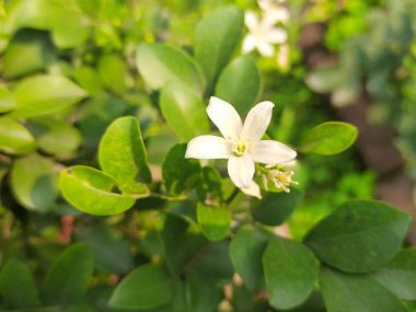 Murraya paniklemiş bir çiçek. Diğer adı turuncu yasemin, turuncu yasemin ve portakal rengi çiçek. Rutaceae familyasından bir çalı ya da küçük ağaç türü. Kamini çiçeği..