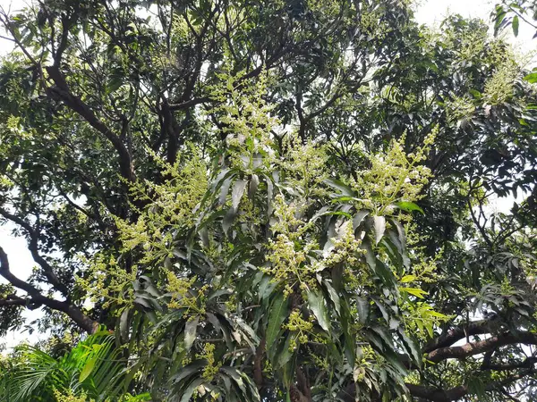 Mango flower in tree. It is a popular fruits tree in summer season. Mango flower blossom, Aam ka Manzar. inflorescence  of an \'Alphonso\' mango tree.