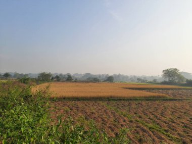 Pirinç ya da çeltik. Pirinç kulaklarını kapat. Hindistan 'daki Paddy ya da Rice arazisi. Tahıl tarlası konsepti. Altın pirinç fabrikasını hasat zamanında kapatın..