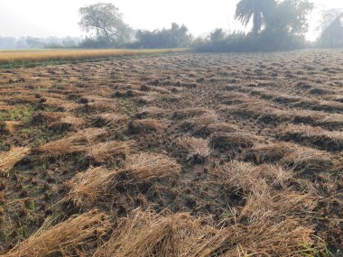 Pirinç ya da çeltik. Pirinç kulaklarını kapat. Hindistan 'daki Paddy ya da Rice arazisi. Tahıl tarlası konsepti. Altın pirinç fabrikasını hasat zamanında kapatın..