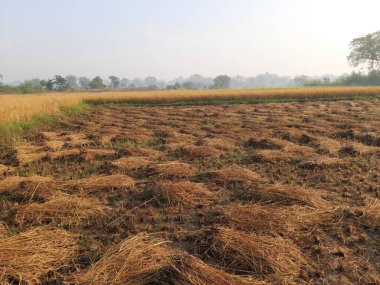 Pirinç ya da çeltik. Pirinç kulaklarını kapat. Hindistan 'daki Paddy ya da Rice arazisi. Tahıl tarlası konsepti. Altın pirinç fabrikasını hasat zamanında kapatın..