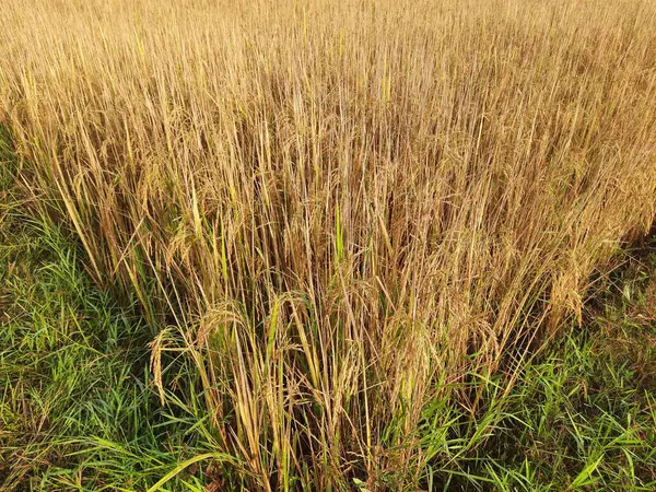 Rice or paddy plant.  Close-up of the rice ears. Paddy or Rice field in India.  Grain paddy field concept. close up of golden rice plant in harvesting time.