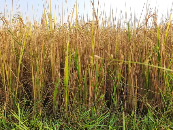 Rice or paddy plant.  Close-up of the rice ears. Paddy or Rice field in India.  Grain paddy field concept. close up of golden rice plant in harvesting time.