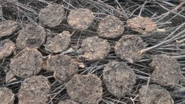 İnek gübresi veya gobar upla. Hindistan 'ın köylerinde yemek yapmak için yakıt olarak kullanılıyor. İnek gübresi aynı zamanda Hindu dinî ateşinde de kullanılır. El yapımı inek gübresi kekleri.. 