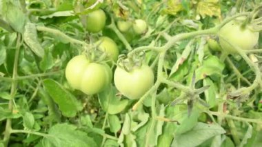 Bitkide yeşil domates. Sebze bahçesindeki bitkilerin üzerinde yeşil ya da olgunlaşmamış domatesler. Domates en çok yönlü meyvelerden biridir ve tüm dünyada yaygın olarak bir sebze olarak kullanılır..