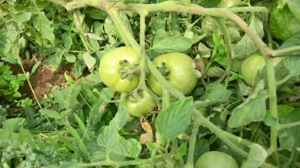 식물에 토마토 정원에서 식물에 미숙한 토마토 토마토는 다재다능한 하나이며 야채로 — 비디오