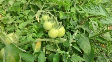 Bitkide yeşil domates. Sebze bahçesindeki bitkilerin üzerinde yeşil ya da olgunlaşmamış domatesler. Domates en çok yönlü meyvelerden biridir ve tüm dünyada yaygın olarak bir sebze olarak kullanılır..